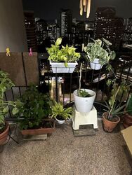 Blk 290 Bishan Heights (Bishan), HDB 5 Rooms #472903221